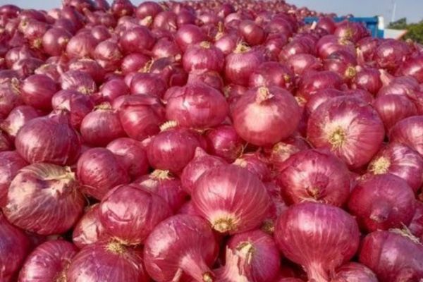 Fresh Onion