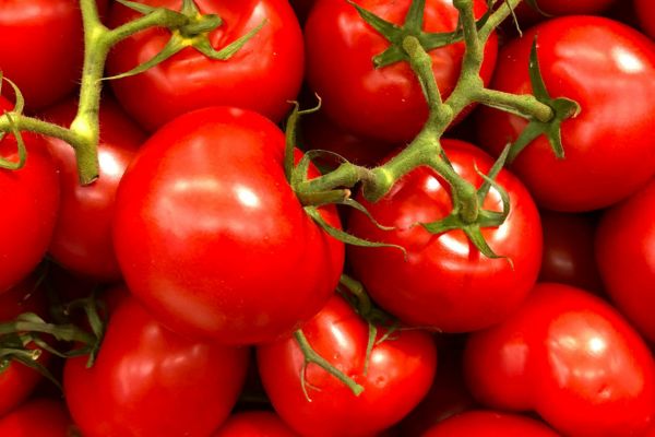 Fresh Tomato