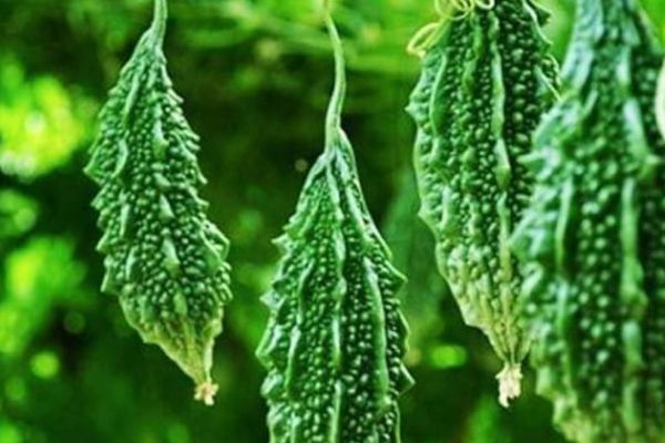 Bitter Gourd Kerala